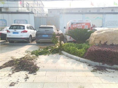 春季除杂正当时 换来生态好环境